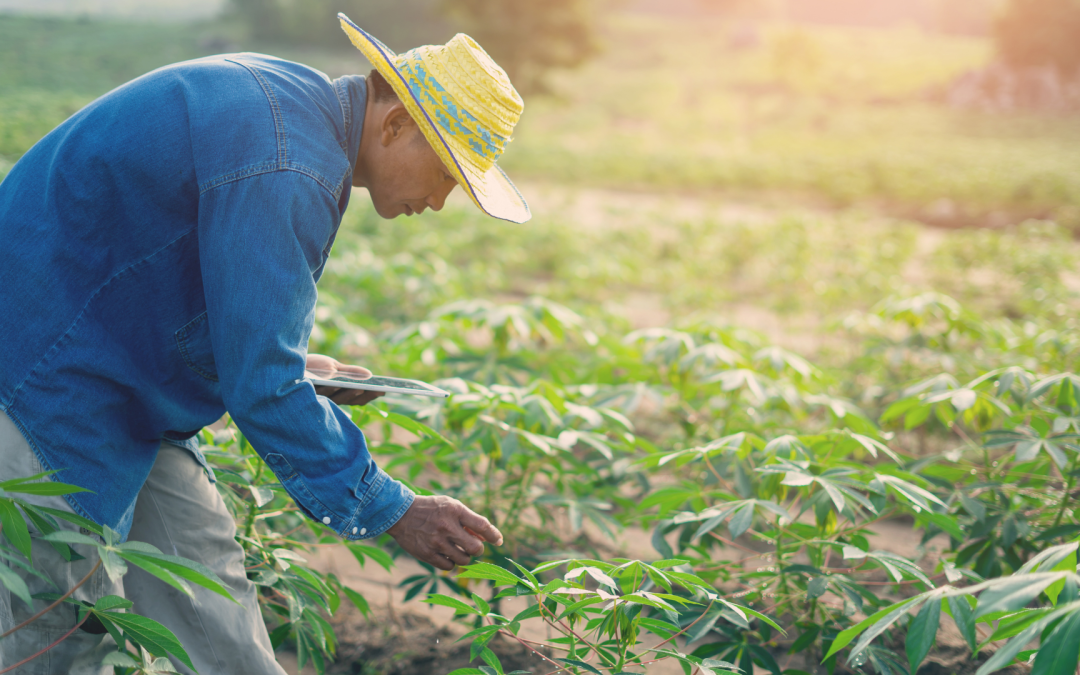 Aumento en insumos agrícolas impacta los costos de producción en Colombia