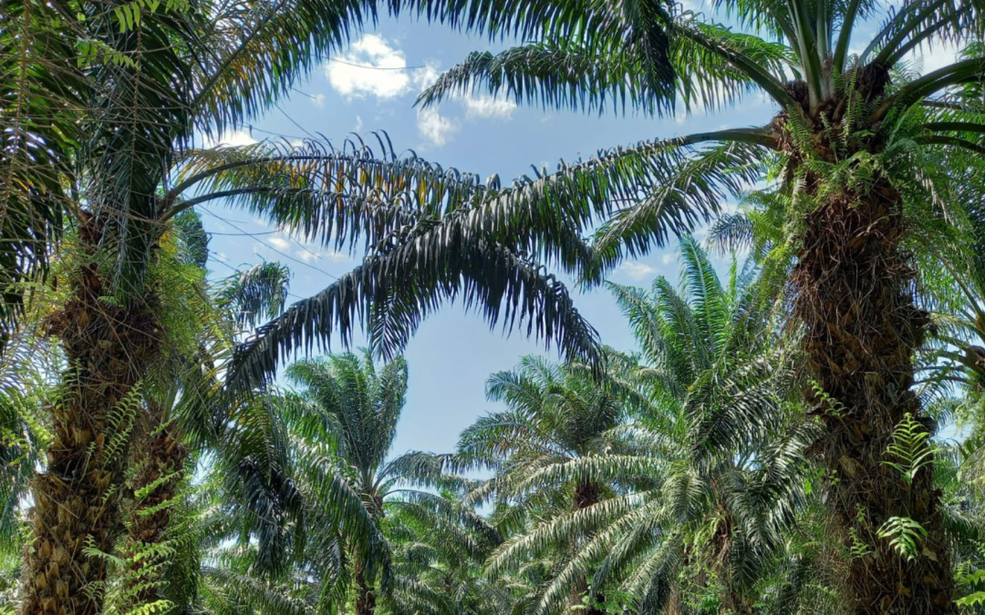 Producción de aceite de palma en Colombia creció un 48% en el inicio de 2025