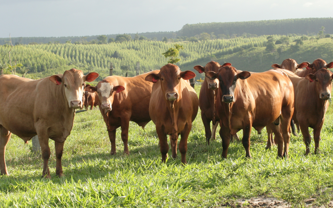 Precios del ganado en Colombia continúan al alza en 2025