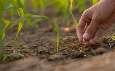 Buenas prácticas para sembrar semillas y mejorar la productividad en el campo