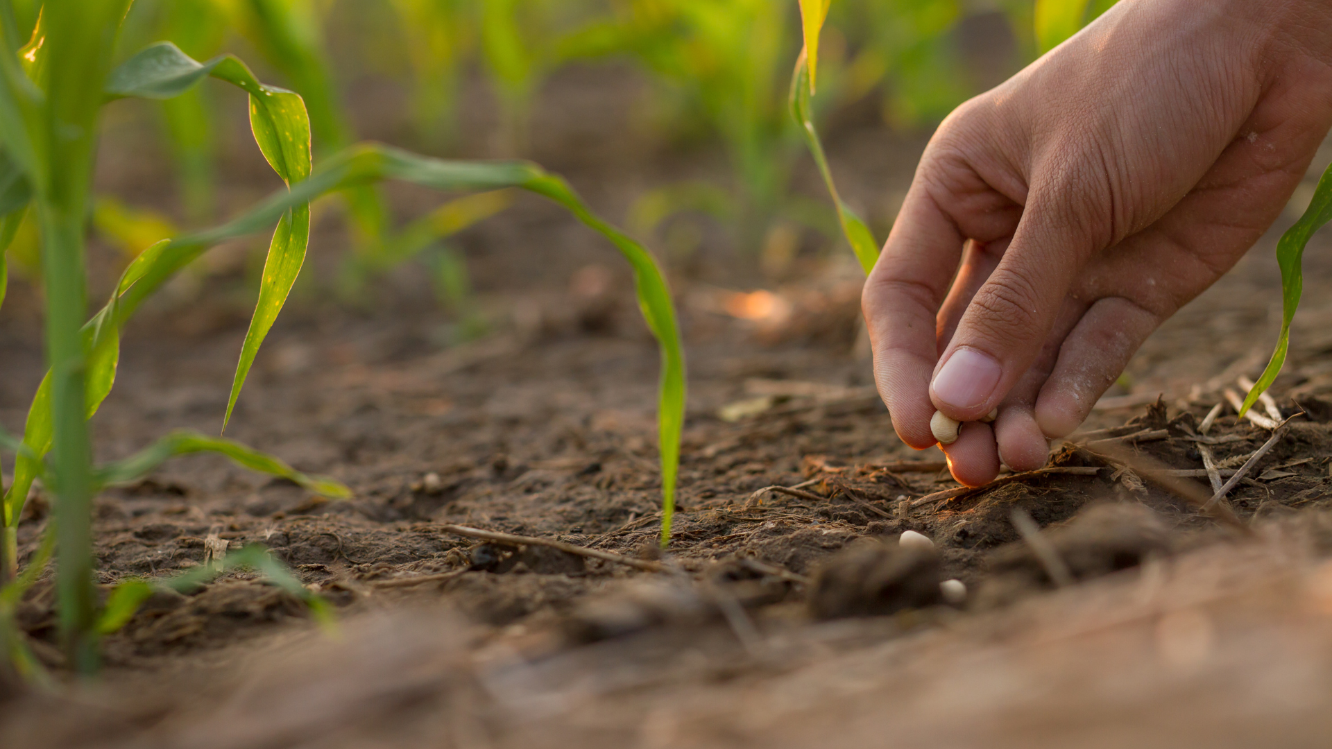 semillas certificadas (1)