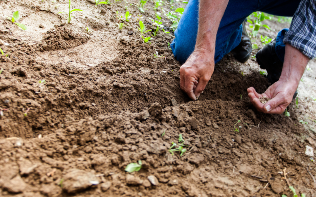 ICA y Acosemillas refuerzan llamado a utilizar semillas certificadas en Colombia