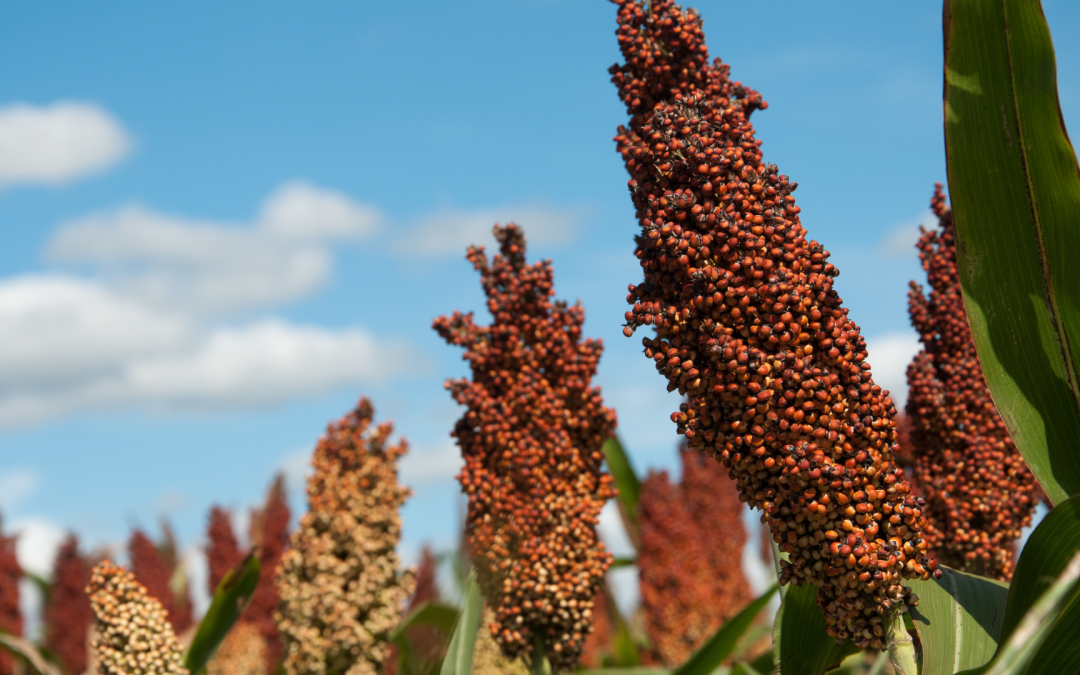 Científicos descubren mecanismos clave para mejorar el sorgo