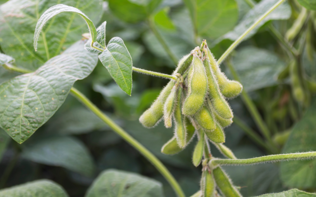 Avance genético promete proteger cultivos de soya de plagas