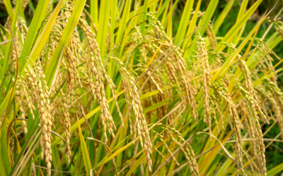 Gobierno colombiano destina $22.000 millones para apoyar a productores de arroz afectados por la caída de precios