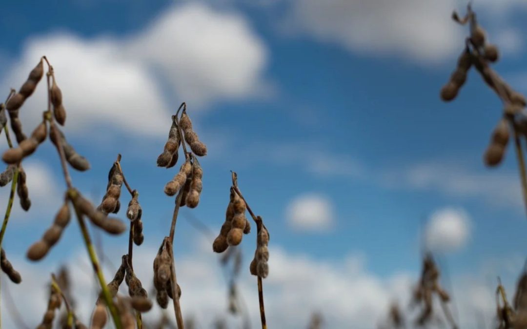 Exceso de humedad retrasa la cosecha de soya en Argentina y genera preocupación entre productores