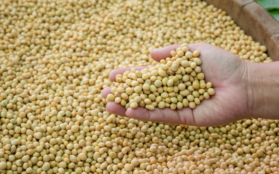 Una nueva herramienta láser podría transformar el diagnóstico de cultivos y semillas