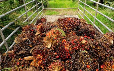 Aceite de palma colombiano gana relevancia en el mercado de SAF