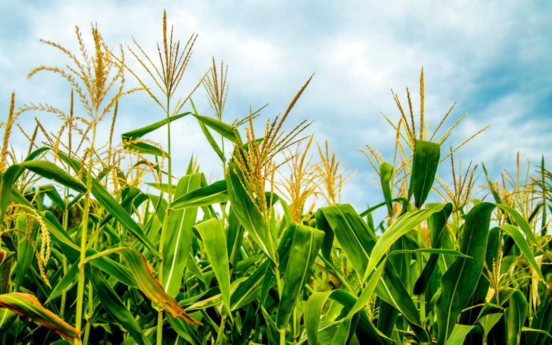 Crisis en la producción de granos amenaza la seguridad alimentaria de Colombia