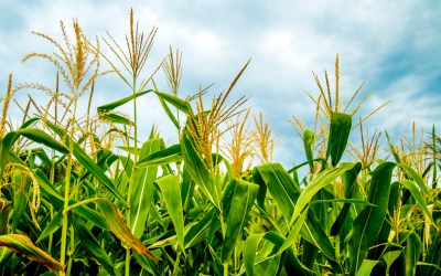 Crisis en la producción de granos amenaza la seguridad alimentaria de Colombia