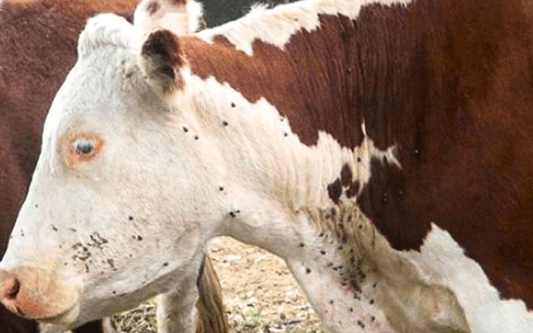 Uruguay desarrolla vacuna contra garrapatas con 90% de eficacia; Colombia evalúa su aplicabilidad