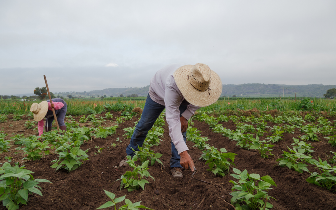 Gobierno destina $128.000 millones para asegurar cosechas frente a crisis climática
