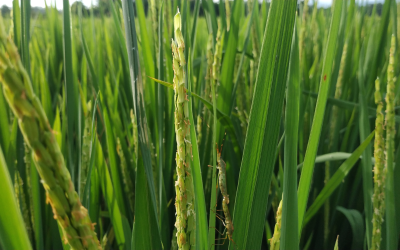 Conozca por qué la salud del suelo puede ser la mejor defensa contra las plagas