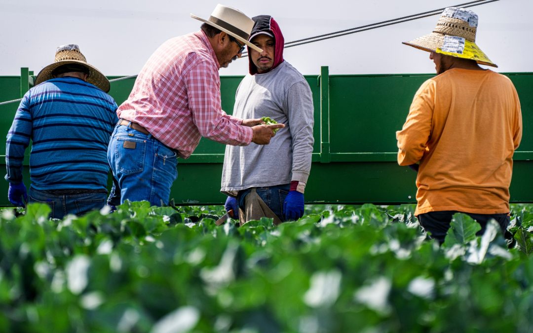 Agro colombiano lideró el crecimiento laboral en marzo con más de 380.000 nuevos empleos