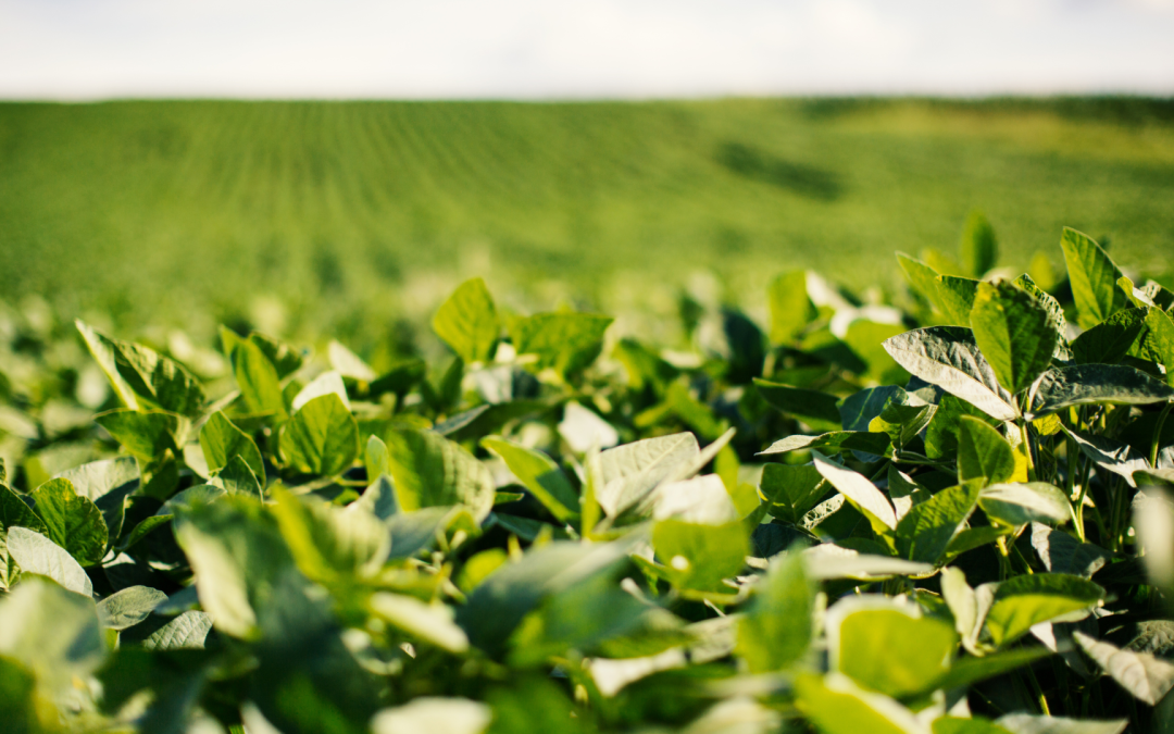 Investigadores logran mejorar biofertilizante que incrementa productividad de la soya en un 6%