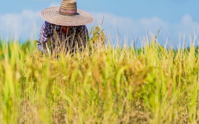 Gobierno colombiano destina $22.000 millones para apoyar al sector arrocero
