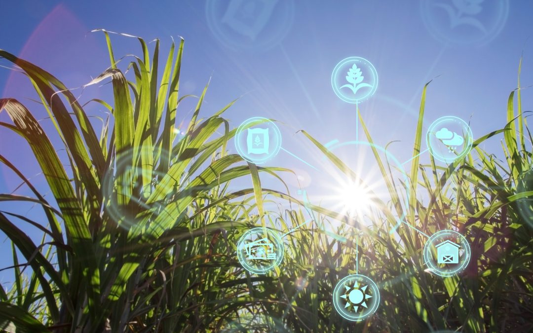 Diplomado virtual sobre gestión estratégica de la innovación agropecuaria