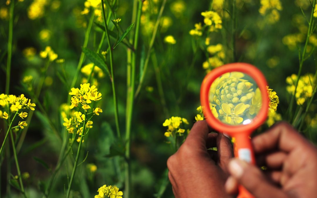 Conferencia virtual sobre la importancia de la polinización en los sistemas agroalimentarios