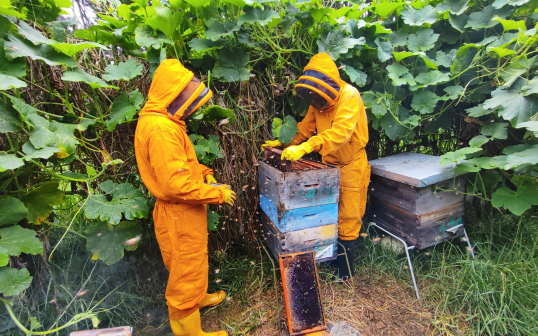 Curso virtual: Buenas Prácticas Apícolas (BPAp)