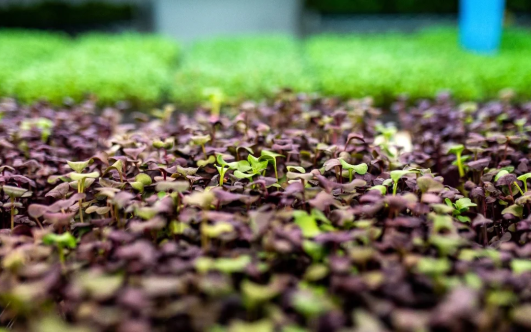 Los bioestimulantes ganan terreno en la agricultura sostenible por su impacto en la productividad y el suelo
