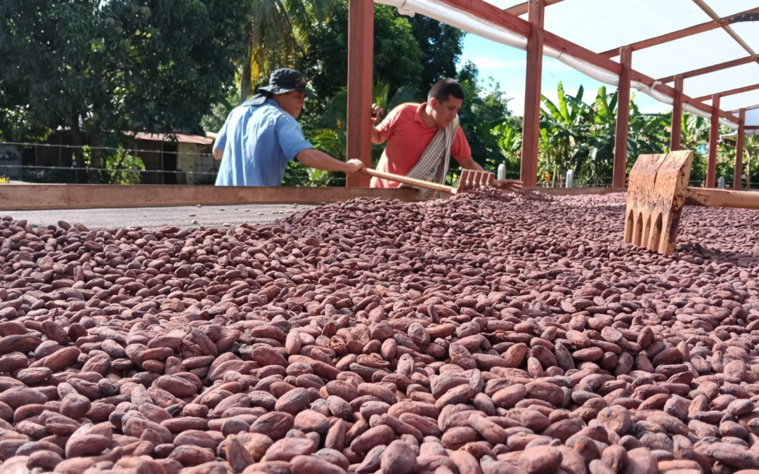 Cacao del Meta llega a Europa y busca expandirse hacia Asia y Estados Unidos