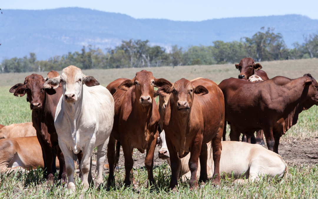 Curso virtual enseñará a usar AlimenTro para mejorar la eficiencia alimenticia en bovinos y ovinos