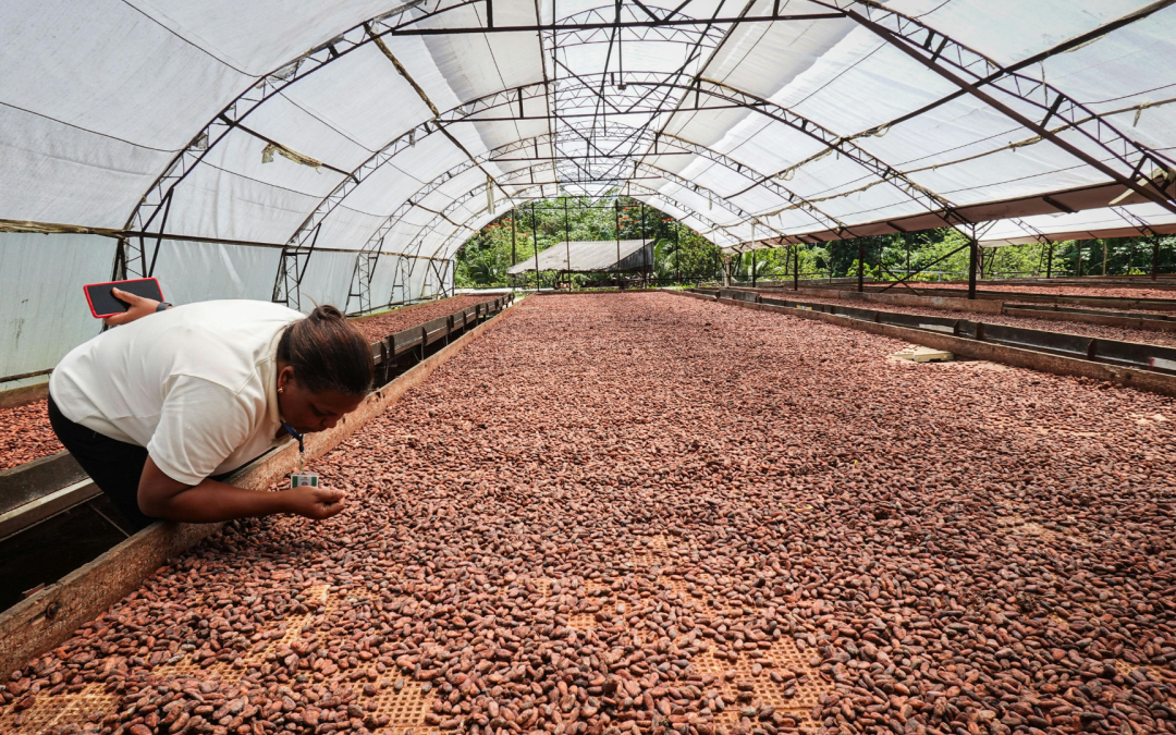 Meta realizará Mesa Agroexportadora de Cacao con enfoque en exportación y competitividad