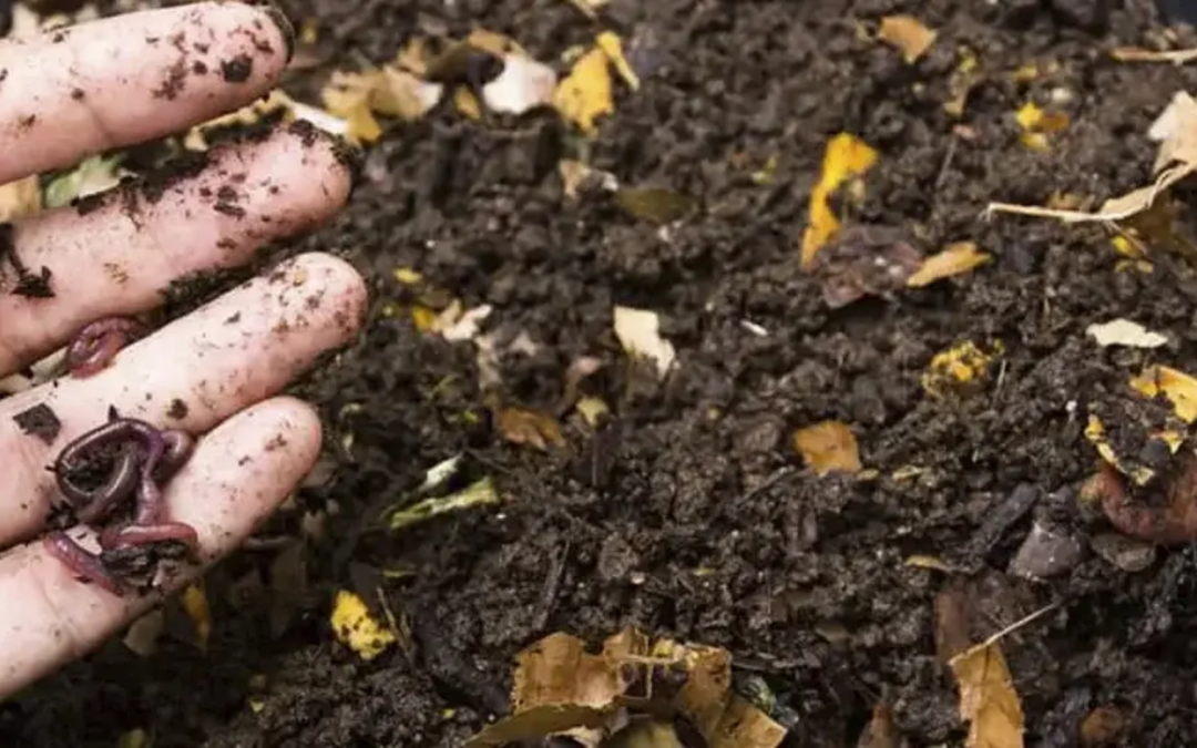 Agricultura colombiana avanza hacia prácticas sostenibles con abonos orgánicos