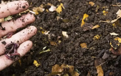 Agricultura colombiana avanza hacia prácticas sostenibles con abonos orgánicos