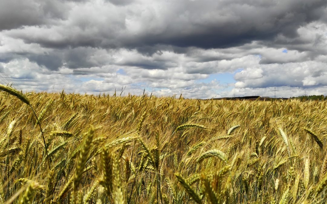 Preocupación en el agro por disminución de lluvias durante junio