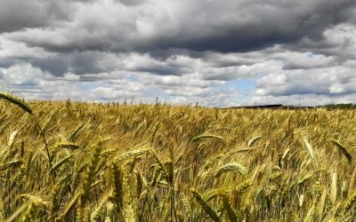 Preocupación en el agro por disminución de lluvias durante junio