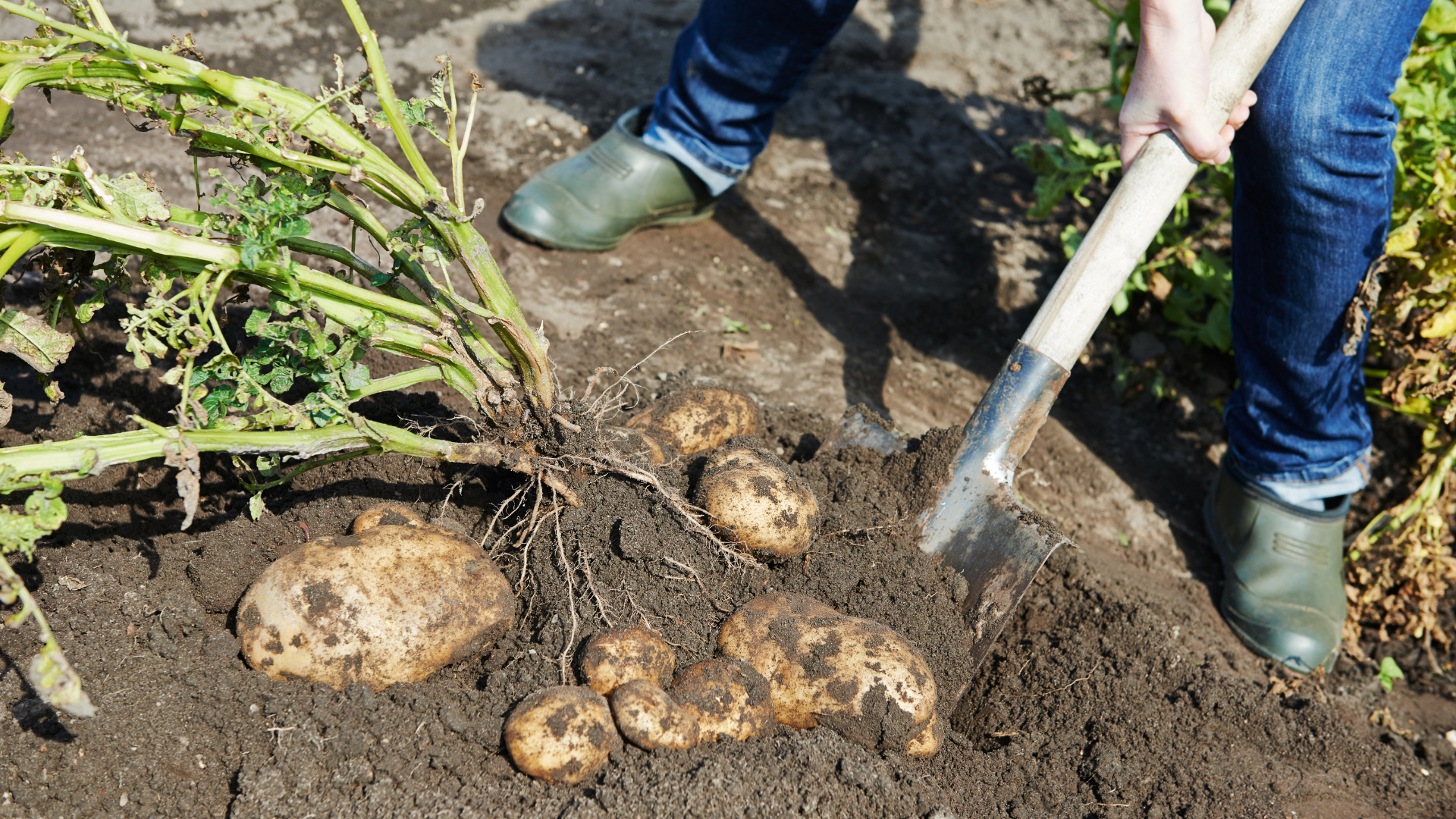 Paro nacional papero