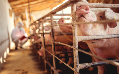 Colombia lidera crecimiento mundial en producción porcina pero enfrenta grandes desafíos para exportar