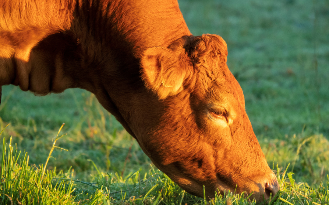 Evento virtual: Desde el pasto hasta el rumen para mejorar el desempeño productivo del rumiante a través del consumo