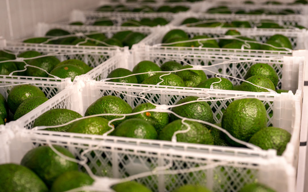 Aguacate Hass colombiano se consolida como la segunda fruta que más ingresos genera al país