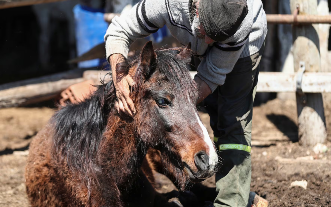 Detectan casos de encefalitis equina del este en áreas rurales de Yopal