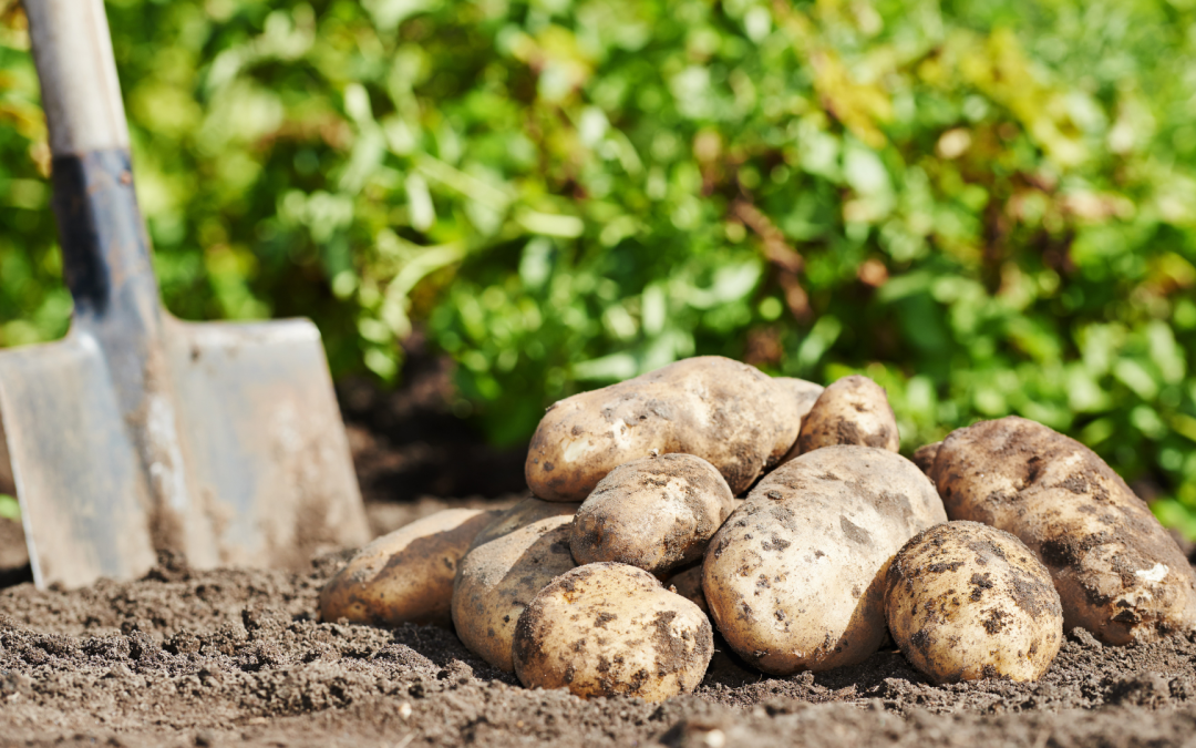 Gobierno anuncia plan de apoyo para enfrentar la caída en el precio de la papa