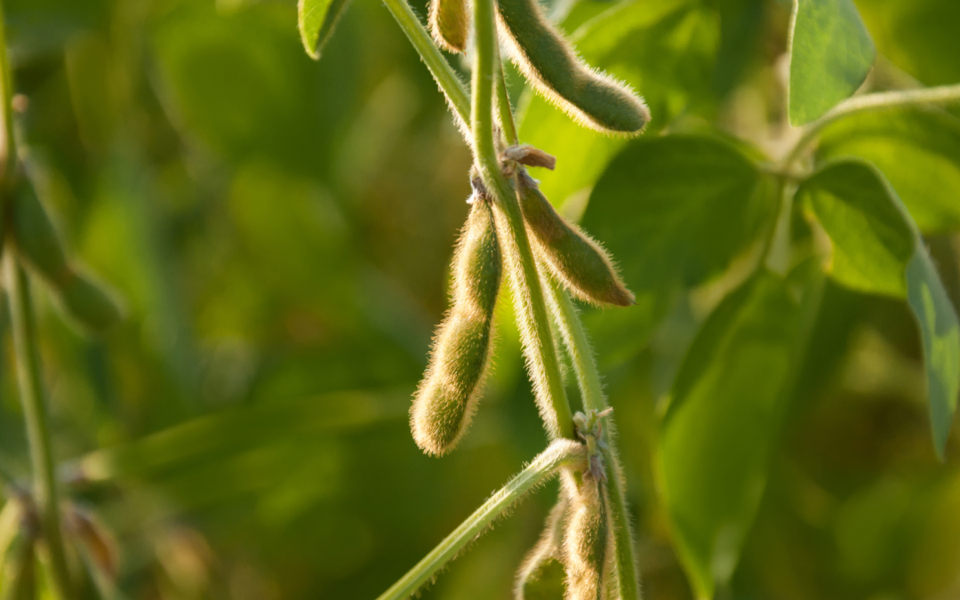 Colombia exportó más productos del agro de los que importó en lo que va de 2025