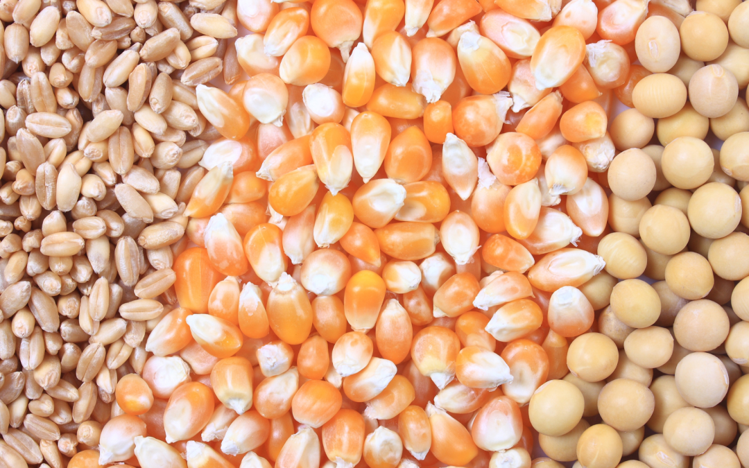 ICA recuerda el uso de semillas certificadas y fechas óptimas de siembra para arroz, maíz y soya