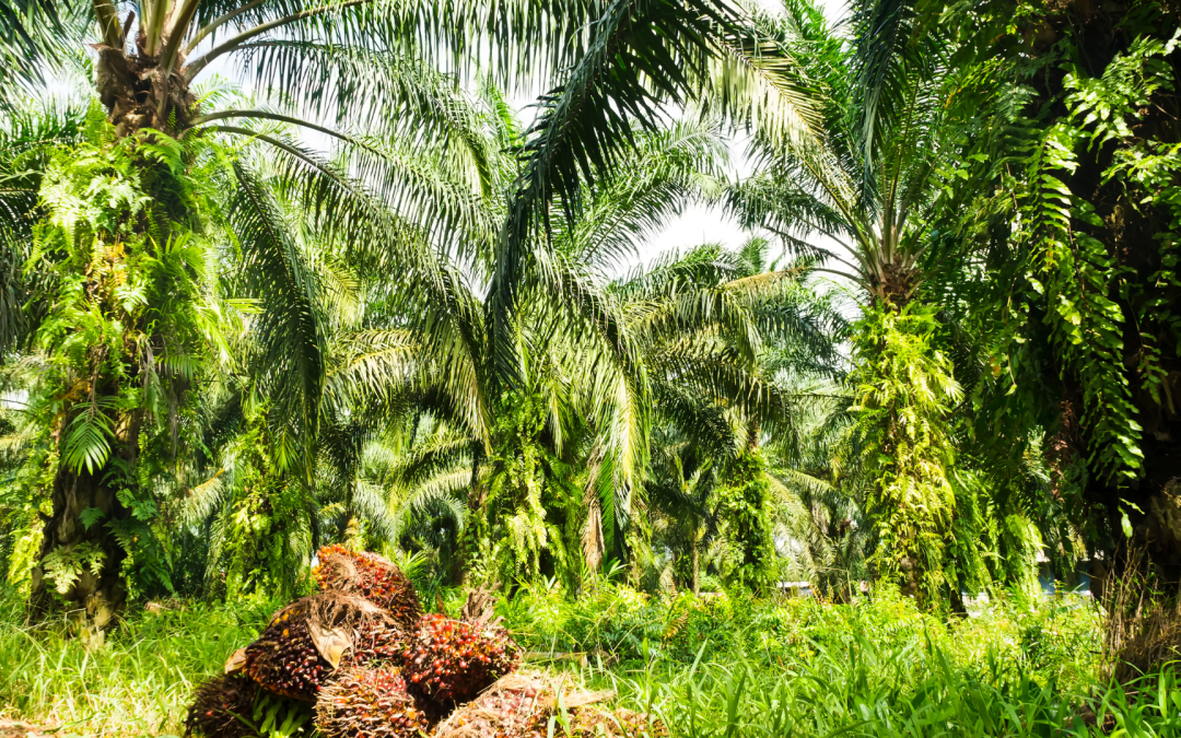 Productividad y relevo generacional son los retos clave del sector palmicultor