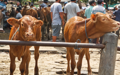 Curso intensivo sobre inteligencia de mercados ganaderos en Villavicencio