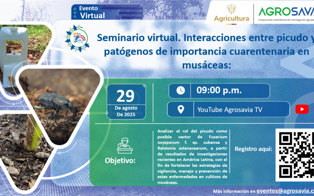 Seminario virtual: Interacciones entre picudo y patógenos de importancia cuarentenaria en musáceas