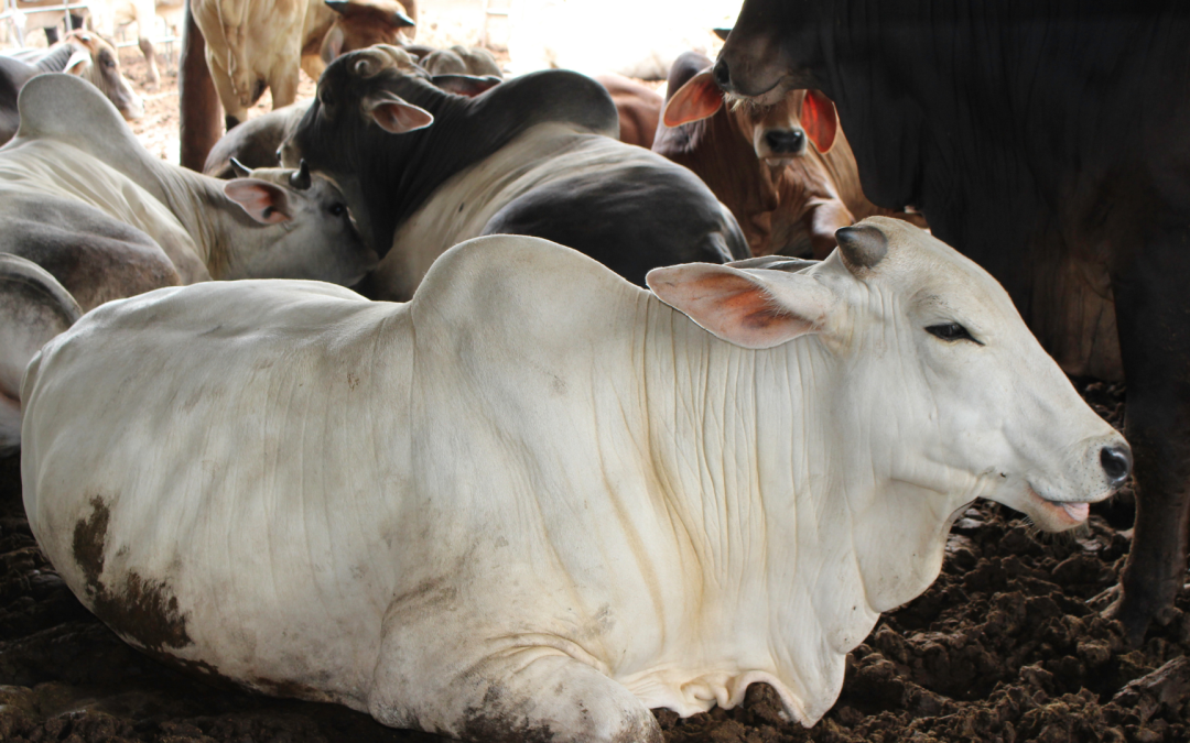 El estancamiento económico frena el potencial ganadero en Colombia por falta de políticas claras