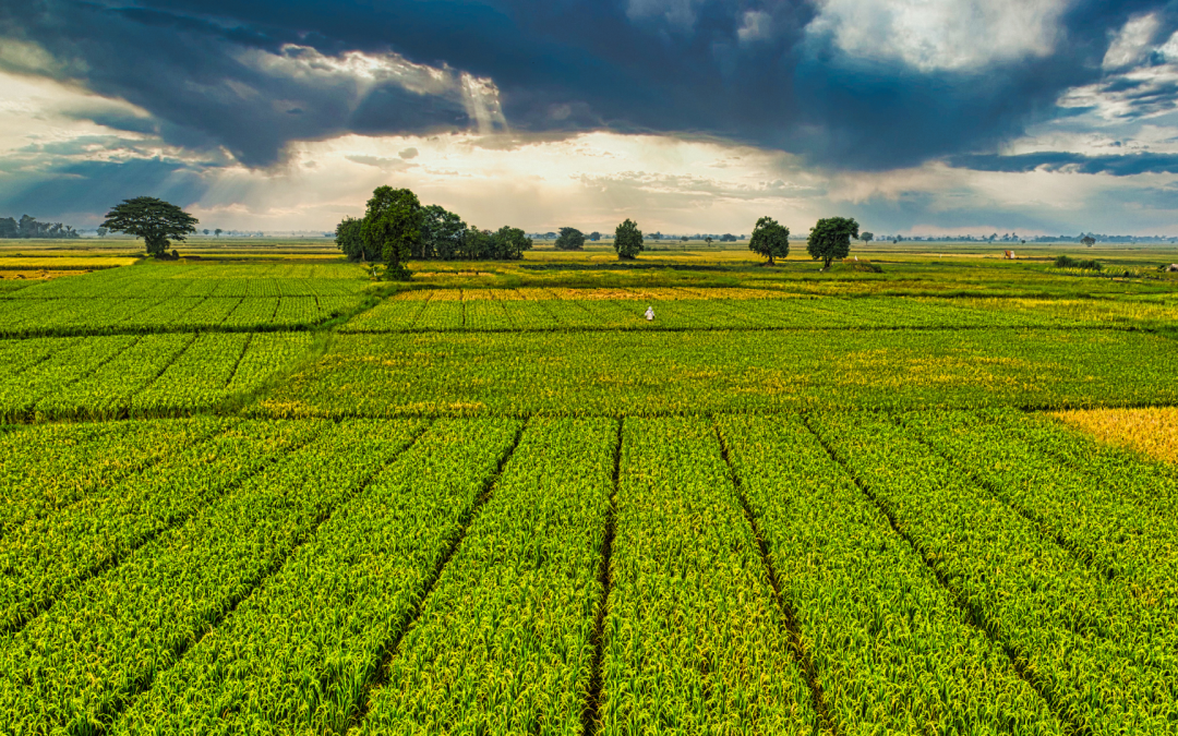 SUELOS VIVOS: CONSTRUYENDO PAISAJES AGRÍCOLAS SOSTENIBLES EN EL PIEDEMONTE LLANERO