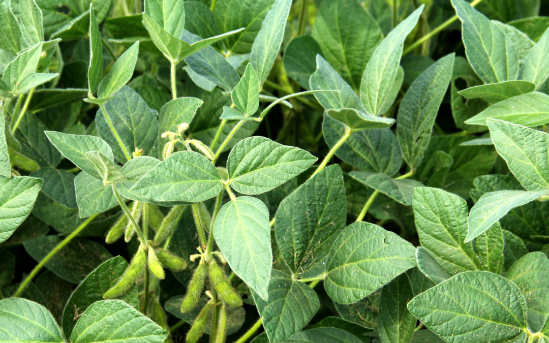 Fenalce presentará en Expo Agrofuturo 2025 su estrategia para fortalecer la seguridad alimentaria