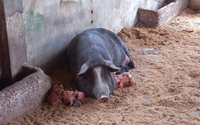 Cerdo criollo Casco de Mula: tesoro genético y patrimonio nacional de los Llanos Orientales