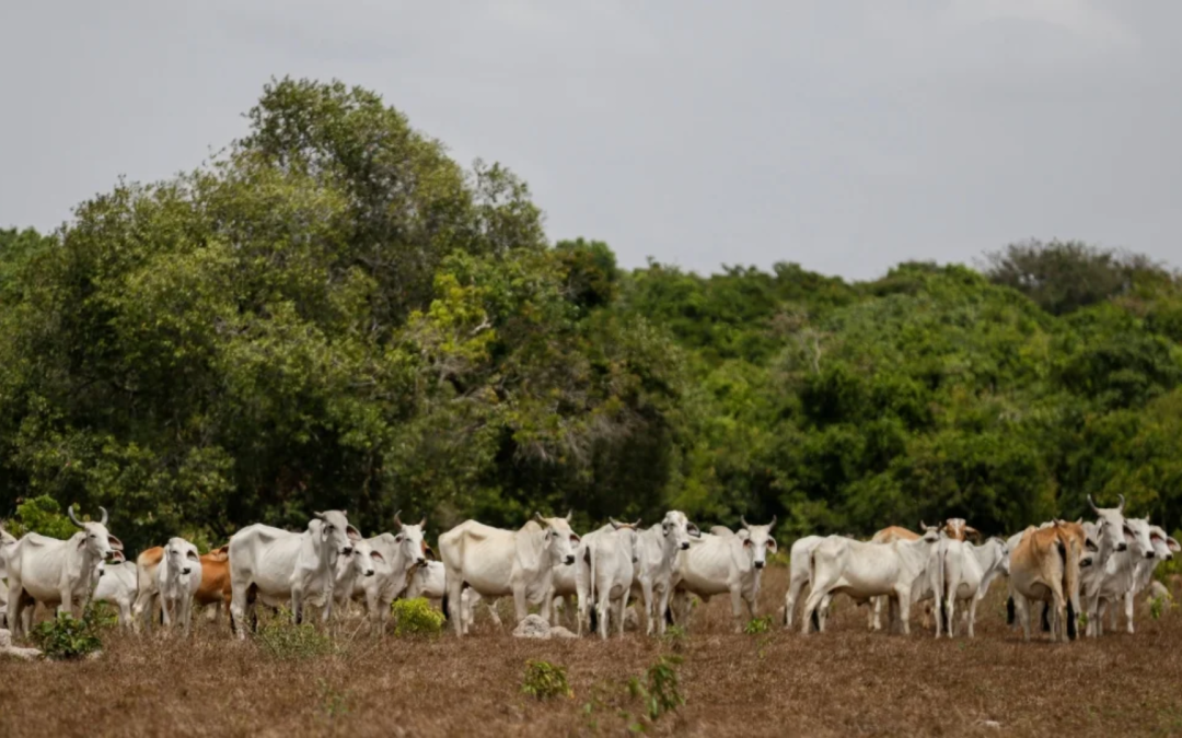 Congreso de Nutrición, Reproducción y Ganadería Regenerativa llega a Bogotá el 2 y 3 de octubre