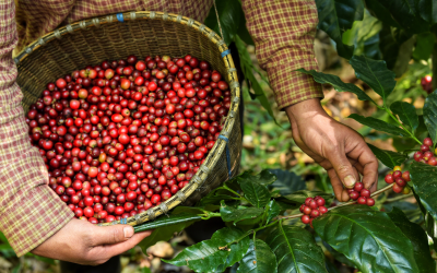 Ganadería, café y frutas, los sectores que más empleo generan en el agro colombiano