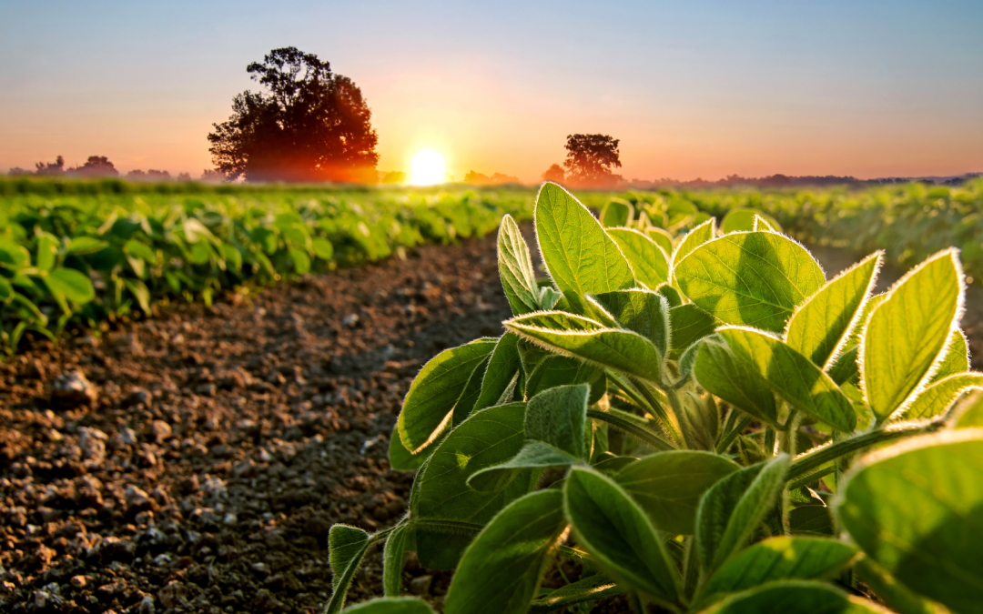 La soya fortalece la seguridad alimentaria en América Latina