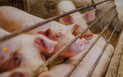 ICA refuerza control sanitario porcino en Saravena, Arauca